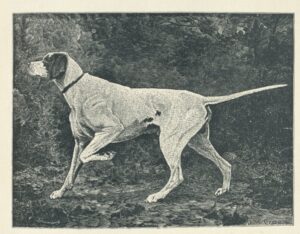 Westminster Kennel Club 1886 0001